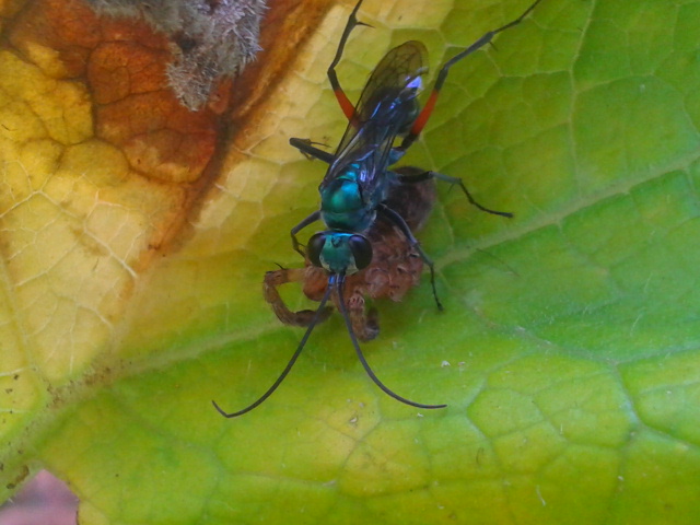 emerald cockroach wasp or jewel wasp