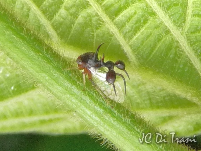 Ant-mimetic Planthopper