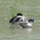 Mallard Duck (male)