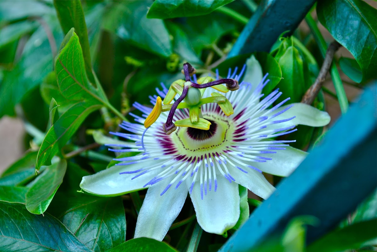 Blue Passion flower Project Noah
