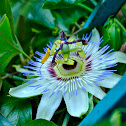 Blue Passion flower