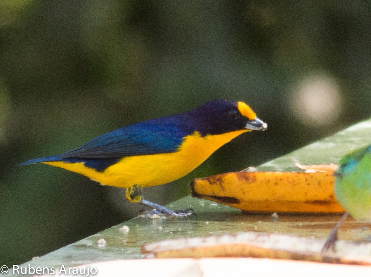 Violaceous euphonia