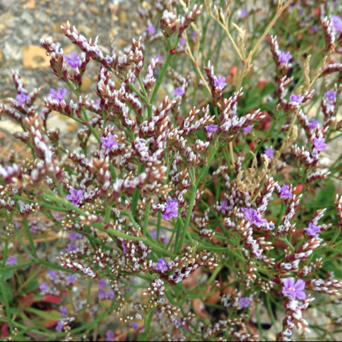Common sea lavender