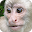Baby Learn: Animals Download on Windows