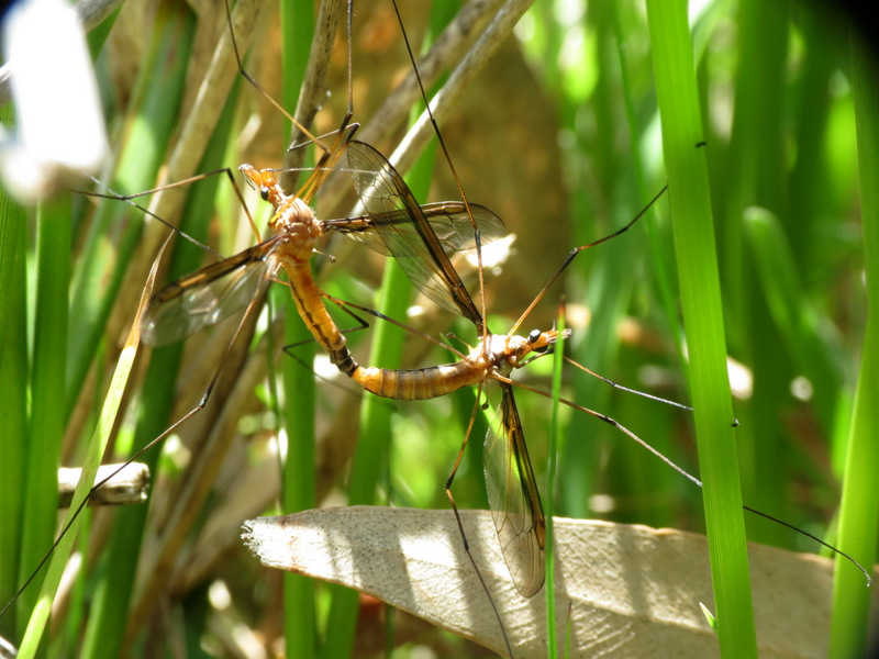 Crane Fly (mating)