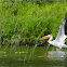 American White Pelican