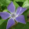 Periwinkle