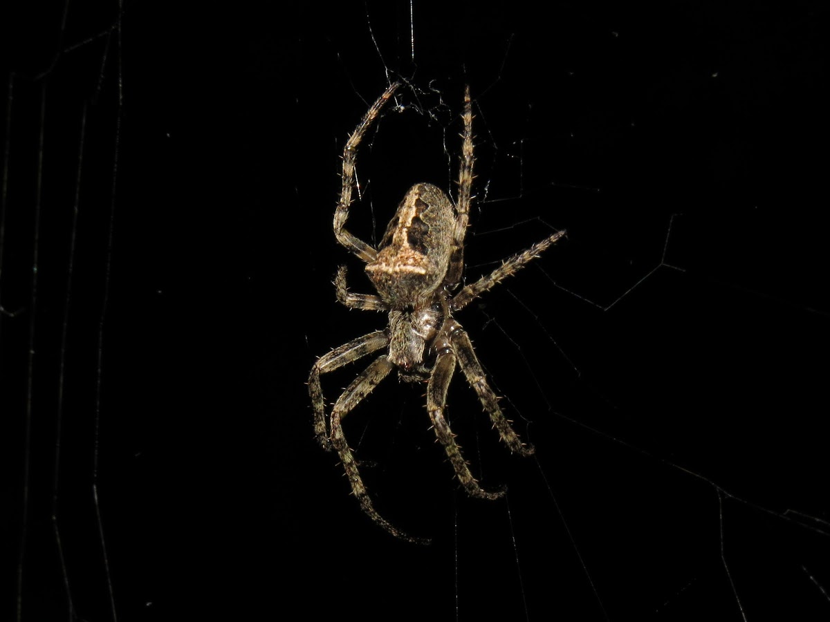 Parawixia Spider