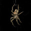 Parawixia Spider