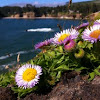seaside fleabane, beach aster, or seaside daisy