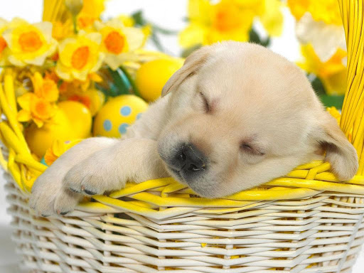 Cute Puppy Dog HD