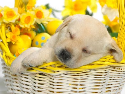 Free Download Cute Puppy Dog HD APK for Android