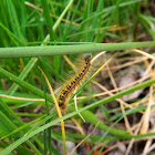 Western Tent Caterpillar