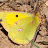 Clouded yellow