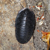 Trilobite cockroach (♀)