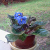 African Violet