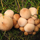 Common Earthball, Kartoffelbovist, Scléroderme orangé, Scléroderme vulgaire