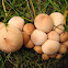 Common Earthball, Kartoffelbovist, Scléroderme orangé, Scléroderme vulgaire