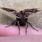 Small eyed sphinx moth