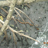Mangrove Salt Marsh Snake