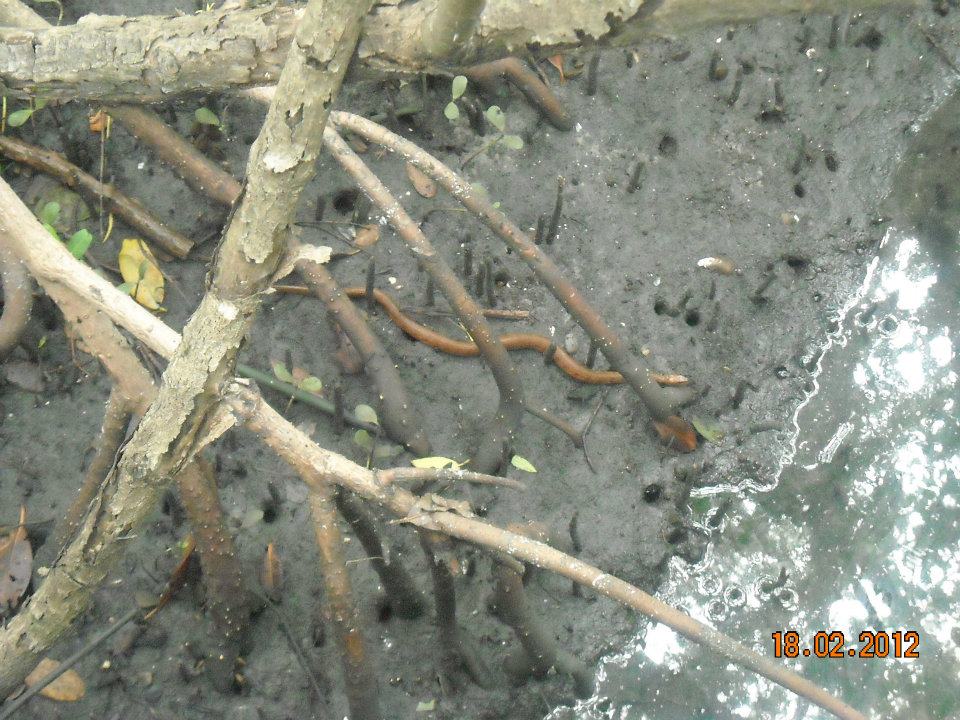 Mangrove Salt Marsh Snake