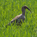 Maçarico-real(Plumbeous Ibis)
