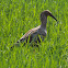 Maçarico-real(Plumbeous Ibis)