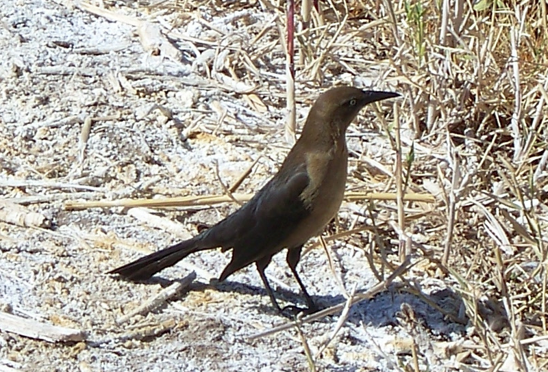 Great-tailed Grackle (female)