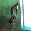 Brown capuchins