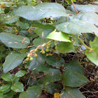 Salal