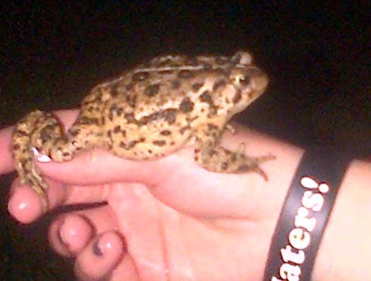 Easternly American toad