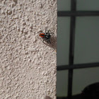 Chrysops Jumping Spider