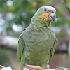 Blue-headed parrot