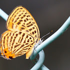 Theclinae butterfly