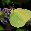 Canary Brimstone Butterfly
