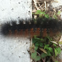 Wooley caterpillar