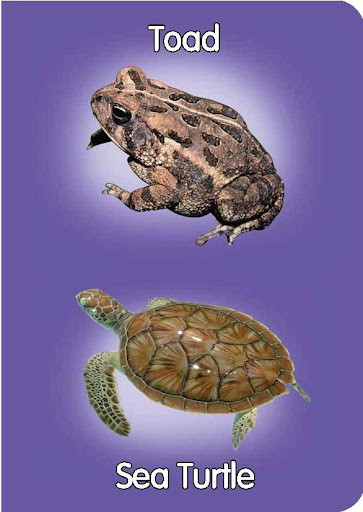 【免費書籍App】Reptiles&Amphibians pre-school-APP點子