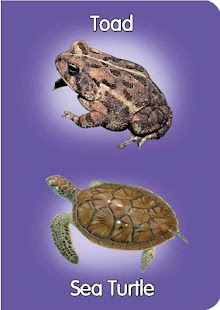 Reptiles&Amphibians pre-school Screenshots 2