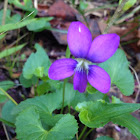 Blue violet