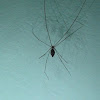 Daddy long-legs spider