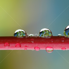 Magical Of Nature by Tele Nicotin - Nature Up Close Natural Waterdrops