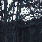 Downy Woodpecker