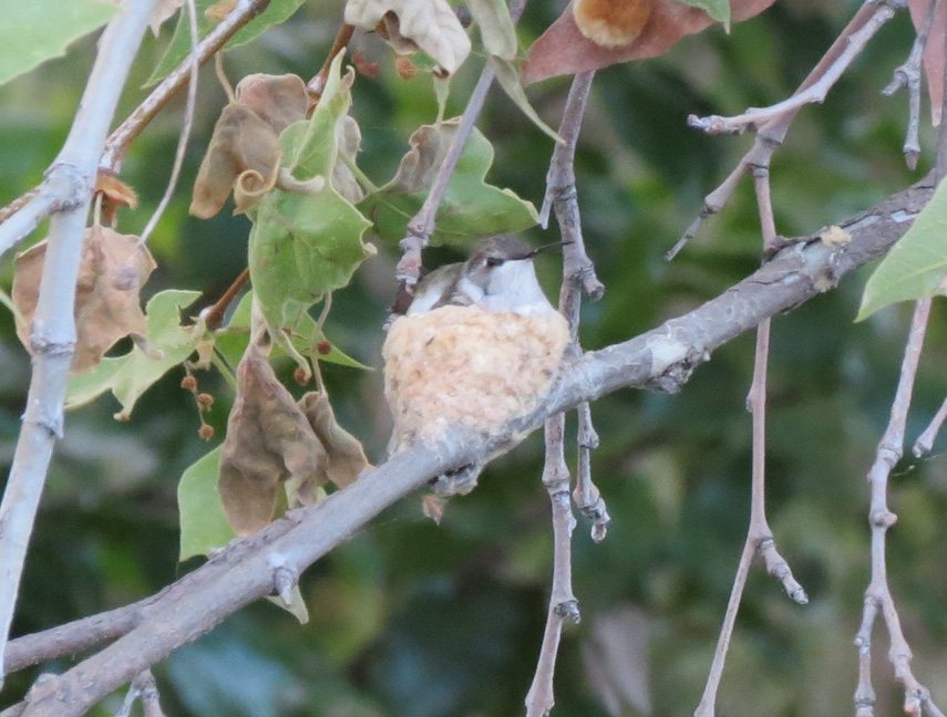 Hummingbird (Female) in Nest