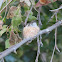 Hummingbird (Female) in Nest