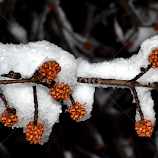 by Alexandra Tudor -  