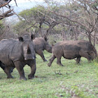 white rhinoceros