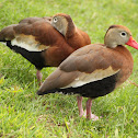 Black-bellied Whistling duck