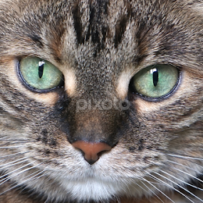 Ruby the Cat by Jim Czech - Animals - Cats Portraits