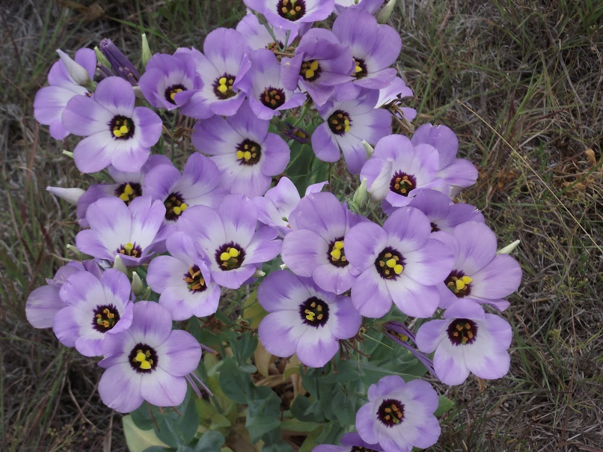 Texas Bluebell Project Noah