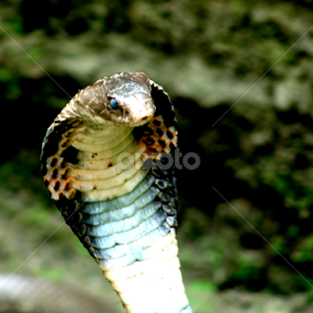 THE INDIAN COBRA by Tarunjyoti Tewari - Animals Reptiles